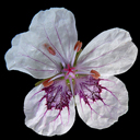 Erodium cheilanthifolium