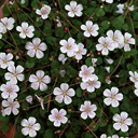 Erodium reichardii (chamaedryoides)