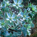 Eryngium maritimum