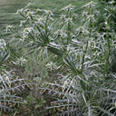 Eryngium venustum
