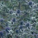 Eryngium x tripartitum