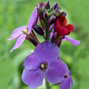 Erysimum capitatum variegatum
