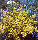 Euonymus fortunei 'Blondy'