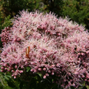 Eupatorium cannabinum