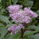 Eupatorium maculatum atropurpurea