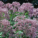 Eupatorium purpureum