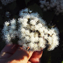 Eupatorium rugosum 'Chocolate'