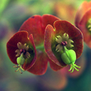 Euphorbia amygdaloides rubra