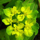 Euphorbia polychroma