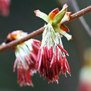 Euptelea polyandra DJH 422