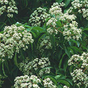 Evodia daniellii