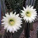 Echinopsis spachiana