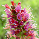 Echium russicum