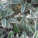 Elaeagnus pungens 'Hosoba Fukurin'