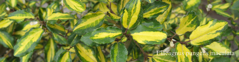 Elaeagnus pungens maculata