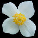 Eomecon chionantha