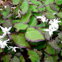 Epimedium x 'After Midnight'