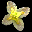 Epimedium 'Black Sea'