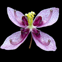 Epimedium 'Kaguyahime'