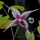 Epimedium acuminatum