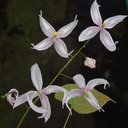 Epimedium brachyrrhizum cc. 940173