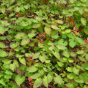 Epimedium x warleyense
