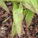 Epimedium dolichostemon
