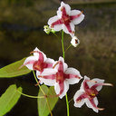 Epimedium epsteinii Cc. 940333