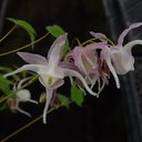Epimedium grandiflorum 'variegata'