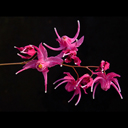 Epimedium grandiflorum 'Yubaei'