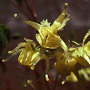Epimedium grand ssp koreanum 'Harold Epstein'