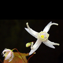 Epimedium pauciflorum