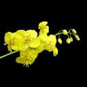 Epimedium x perralchicum 'Wisley'