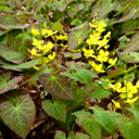 Epimedium x perralderianum 'Weihenstephan'