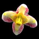 Epimedium pubigerum