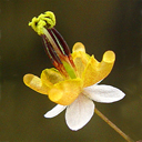 Epimedium sagittatum
