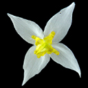 Epimedium stellulatum 'Wudang Star'
