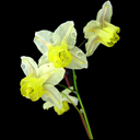 Epimedium versicolor sulphureum