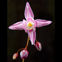 Epimedium x (grandiflorum) 'John Galhiger'