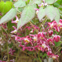 Epimedium x rubrum