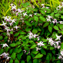 Epimedium x Starlet