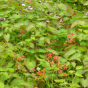 Epimedium x cantabrigiense