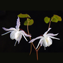 Epimedium x youngianum 'Yenomoto'
