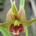 Epipactus gigantea