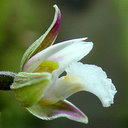 Epipactus palustrus