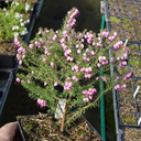 Erica x darliensis 'Ghost Hills'