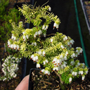 Erica erigena 'Golden Lady'