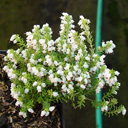 Erica erigena 'W.T. Ratcliff'
