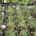 Erigeron compositus 'Como'