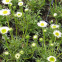 Erigeron pinnatisectus ex Mt. Evans